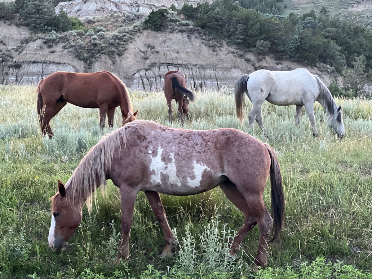 Don’t Remove Wild Horses from Theodore Roosevelt National Park